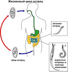 Глисты острицы жизненный цикл