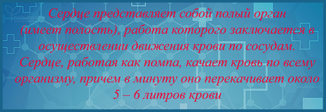 сердце полый орган, осуществляющий движение крови по сосудам