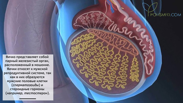 Анатомия и физиология яичка и мошонки