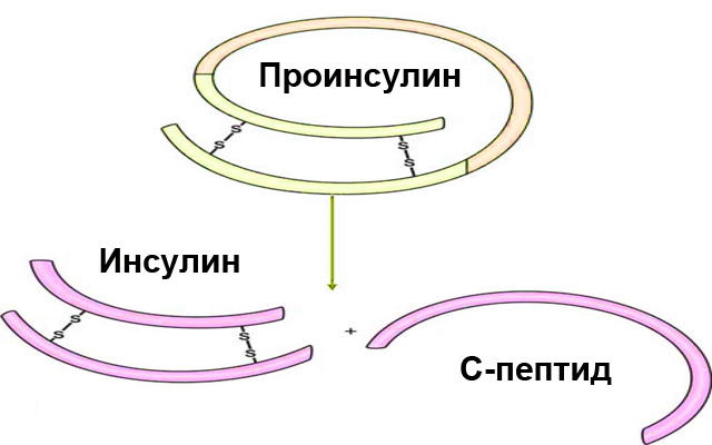 Проинсулин, инсулин, С-пептид