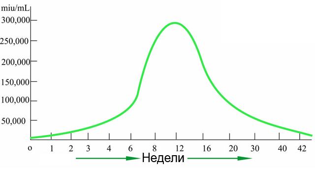 Уровни ХГЧ