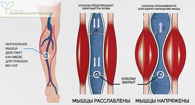 Мышцы и вены