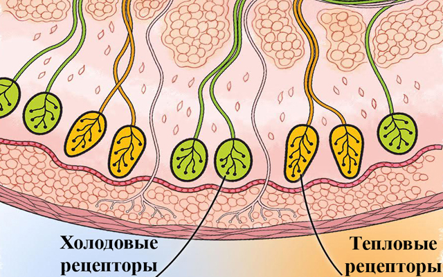 Функция холодовых рецепторов кожи. Тепловые терморецепторы кожи тельца. Температурные рецепторы кожи. Холодовые и тепловые рецепторы кожи. Рецепторы кожи человека.
