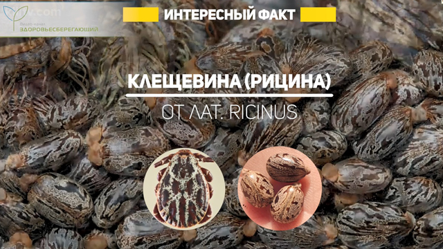 Что такое рициновое масло. Смотреть фото Что такое рициновое масло. Смотреть картинку Что такое рициновое масло. Картинка про Что такое рициновое масло. Фото Что такое рициновое масло