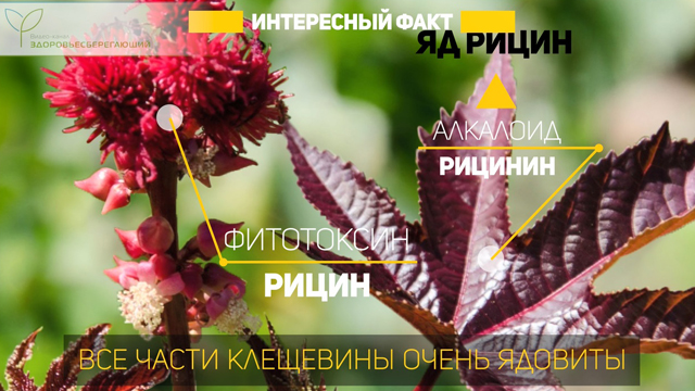 Что такое рициновое масло. Смотреть фото Что такое рициновое масло. Смотреть картинку Что такое рициновое масло. Картинка про Что такое рициновое масло. Фото Что такое рициновое масло