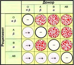 Морфология клеток крови в норме