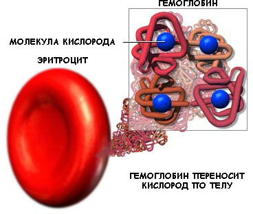 Красные кровяные клетки заполненные особым белком гемоглобином