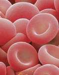 Красные кровяные клетки заполненные особым белком гемоглобином thumbnail