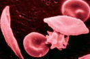 Клетки крови содержащие гемоглобин