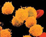 Клетки крови содержащие гемоглобин