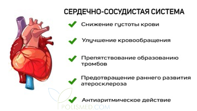 Сердечно-сосудистая система