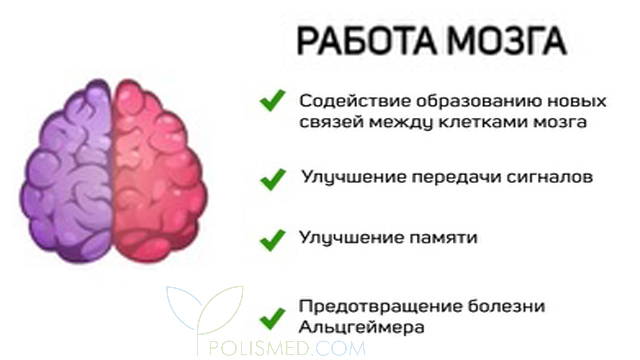 Работа мозга