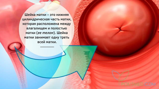 Строение шейки матки