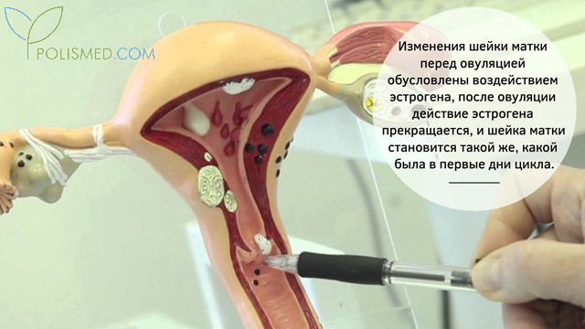Шейка матки до и после овуляции