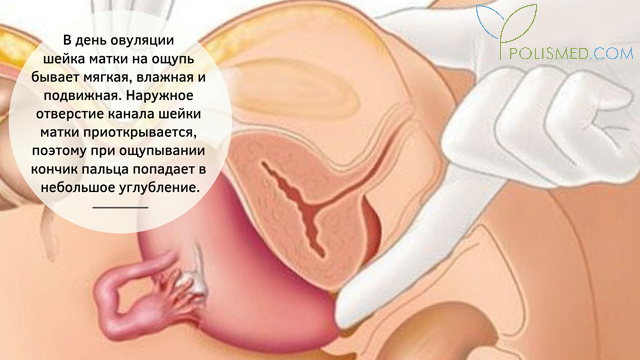 Шейка матки в день овуляции