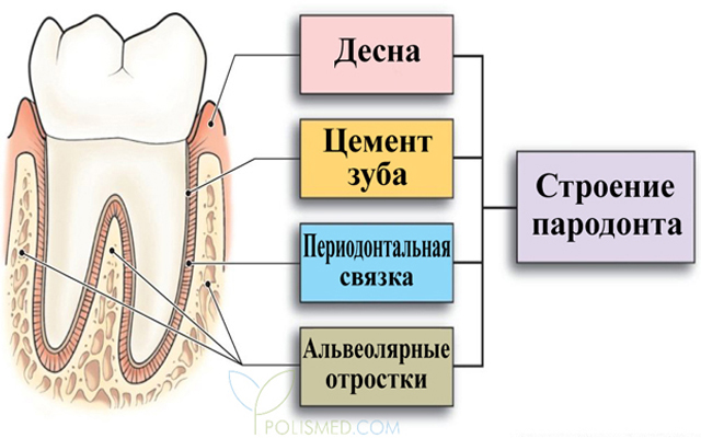 Чем занимается пародонтолог зубной. Смотреть фото Чем занимается пародонтолог зубной. Смотреть картинку Чем занимается пародонтолог зубной. Картинка про Чем занимается пародонтолог зубной. Фото Чем занимается пародонтолог зубной