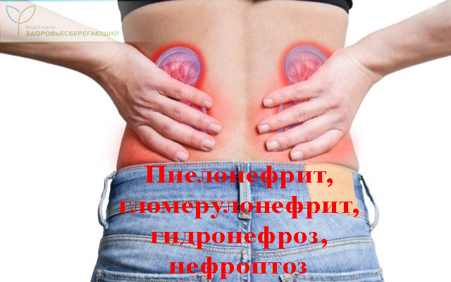 Как определить что болит спина или почки понять. Смотреть фото Как определить что болит спина или почки понять. Смотреть картинку Как определить что болит спина или почки понять. Картинка про Как определить что болит спина или почки понять. Фото Как определить что болит спина или почки понять