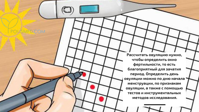 Расчет овуляции
