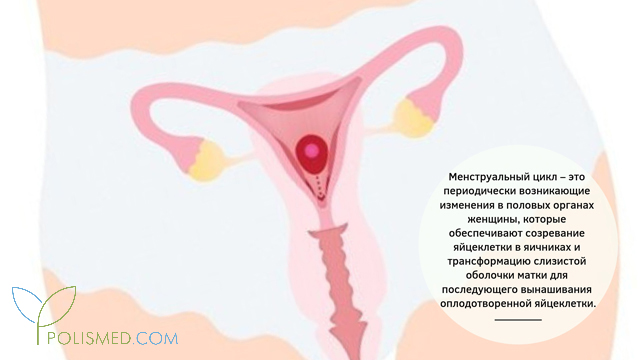 Что значит продолжительность вашего цикла. Смотреть фото Что значит продолжительность вашего цикла. Смотреть картинку Что значит продолжительность вашего цикла. Картинка про Что значит продолжительность вашего цикла. Фото Что значит продолжительность вашего цикла