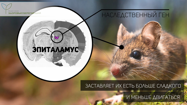 Эпиталамус