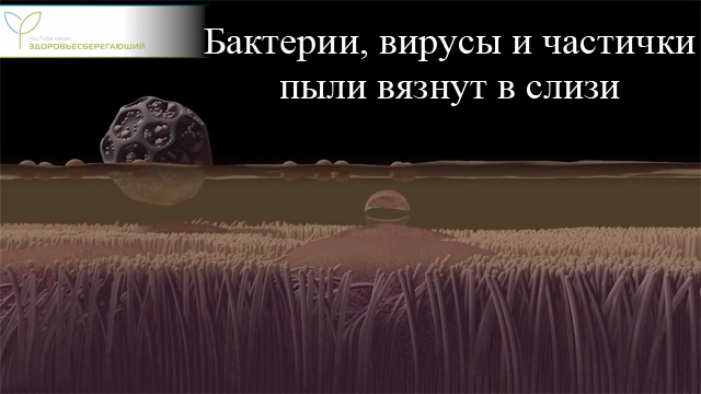 Как избавиться от слизи в горле? 12 способов, которыми можно пользоваться дома thumbnail