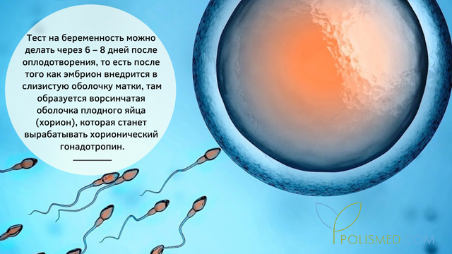 Как сделать тест на беременность видео. Смотреть фото Как сделать тест на беременность видео. Смотреть картинку Как сделать тест на беременность видео. Картинка про Как сделать тест на беременность видео. Фото Как сделать тест на беременность видео
