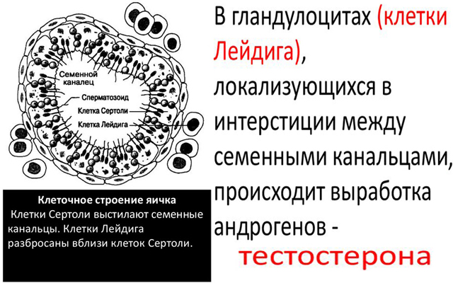 Клетки Лейдига