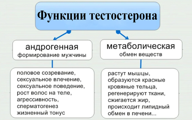 Функции тестостерона