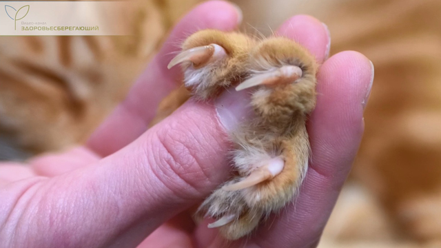 Кошачьи когти