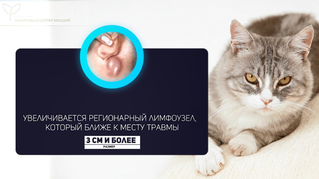 Лимфоузел возле травмы