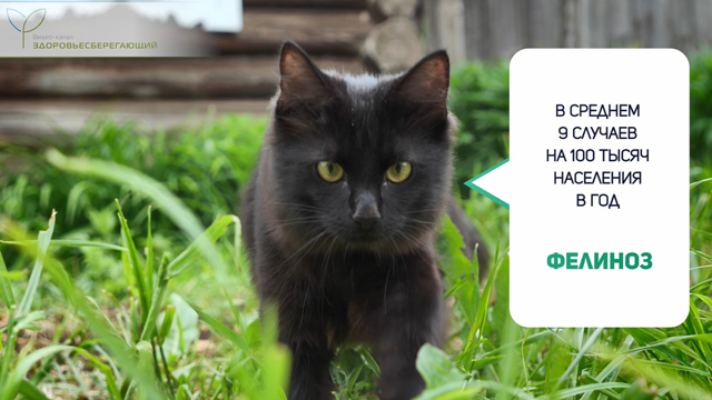 Частота фелиноза