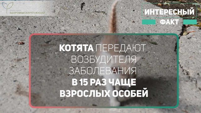 Котята передают болезнь чаще