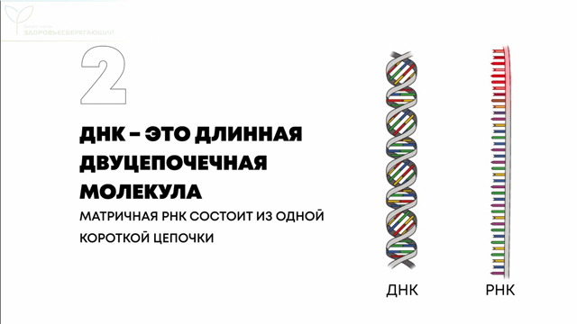 вакцина содержит генетический код. vack10. вакцина содержит генетический код фото. вакцина содержит генетический код-vack10. картинка вакцина содержит генетический код. картинка vack10. Любая прививка должна выполнять задачу формирования иммунитета для борьбы с опасной инфекцией. Однако если раньше вакцины состояли из мертвых или ослабленных микроорганизмов, то самые новые противовирусные вакцины – это сложные продукты генной инженерии.