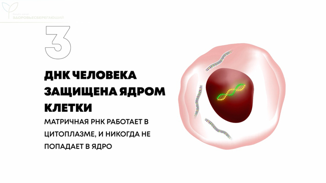 вакцина содержит генетический код. vack11. вакцина содержит генетический код фото. вакцина содержит генетический код-vack11. картинка вакцина содержит генетический код. картинка vack11. Любая прививка должна выполнять задачу формирования иммунитета для борьбы с опасной инфекцией. Однако если раньше вакцины состояли из мертвых или ослабленных микроорганизмов, то самые новые противовирусные вакцины – это сложные продукты генной инженерии.
