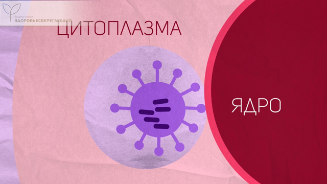 Цитоплазма и ядро
