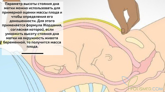 Высота стояния дна матки и масса плода