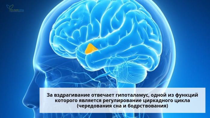 Гипоталамус