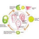 Менструальный цикл и менструация