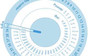 Календарь беременности