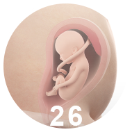 26 неделя беременности