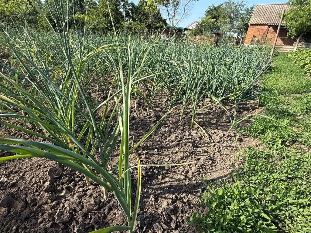 Добавьте это на участок весной — и головки чеснока вырастут размером с кулак