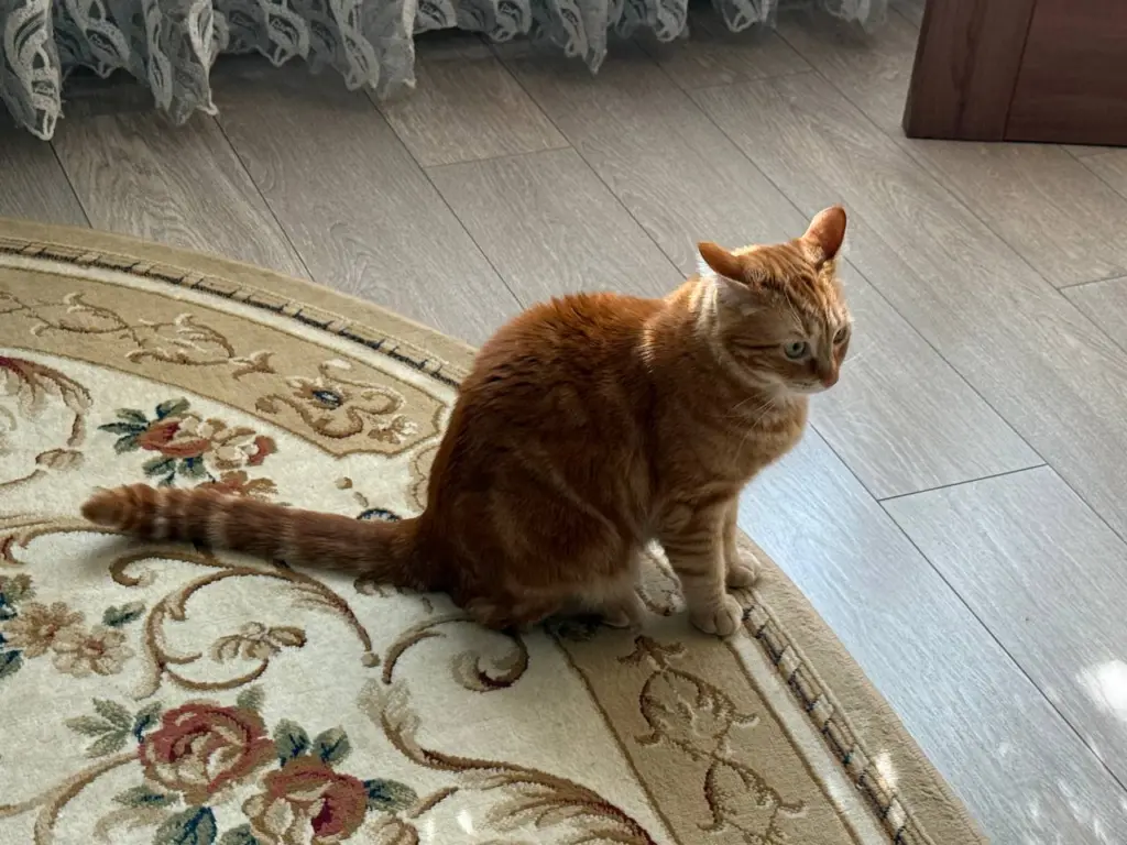 Кошки, которые не могут без человека: топ-5 самых верных пород